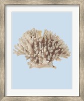 Framed Coral I