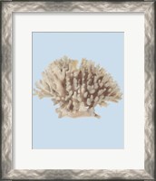 Framed Coral I