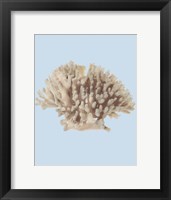 Coral I Framed Print