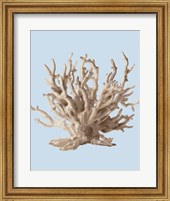 Framed Coral II