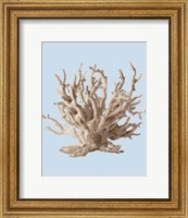 Framed Coral II