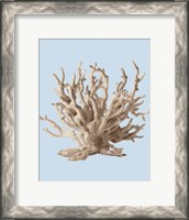 Framed Coral II