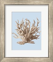 Framed Coral II