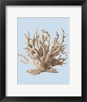 Coral II Framed Print