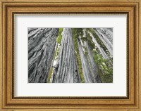Framed Redwoods Forest IV BW with Color