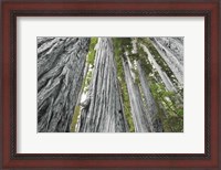 Framed Redwoods Forest IV BW with Color