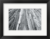 Framed Redwoods Forest IV BW