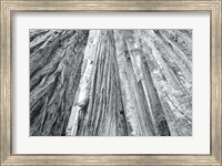 Framed Redwoods Forest IV BW