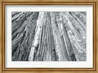 Framed Redwoods Forest IV BW