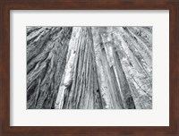 Framed Redwoods Forest IV BW