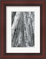 Framed Redwoods Forest III BW