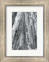 Framed Redwoods Forest III BW