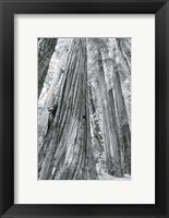 Framed Redwoods Forest III BW