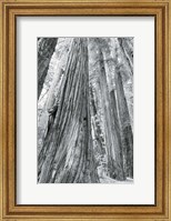 Framed Redwoods Forest III BW