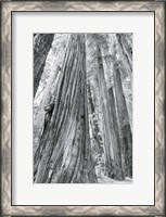 Framed Redwoods Forest III BW