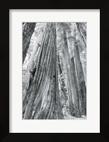 Framed Redwoods Forest III BW
