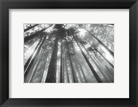 Framed Fir Trees III BW