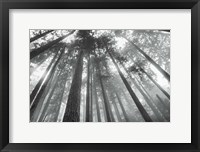 Framed Fir Trees III BW