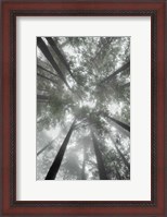 Framed Fir Trees I Bright