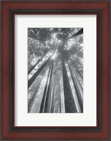 Framed Fir Trees II BW