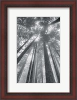 Framed Fir Trees II BW