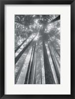 Framed Fir Trees II BW