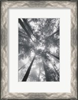 Framed Fir Trees I BW