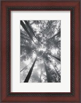 Framed Fir Trees I BW