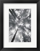 Framed Fir Trees I BW