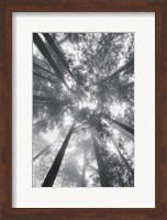 Framed Fir Trees I BW