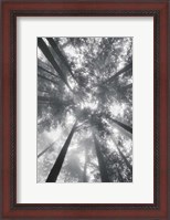 Framed Fir Trees I BW