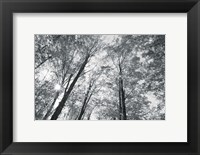 Framed Autumn Forest III BW