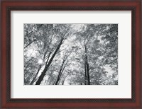 Framed Autumn Forest III BW