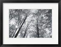 Framed Autumn Forest III BW