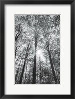 Framed Autumn Forest I BW