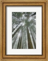 Framed Fir Trees II