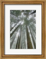 Framed Fir Trees II