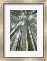 Framed Fir Trees II