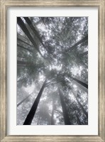 Framed Fir Trees I