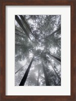 Framed Fir Trees I