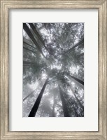 Framed Fir Trees I