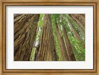 Framed Redwoods Forest IV
