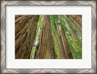 Framed Redwoods Forest IV