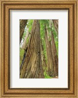 Framed Redwoods Forest III