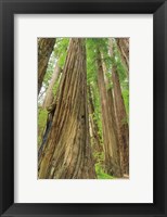 Framed Redwoods Forest III