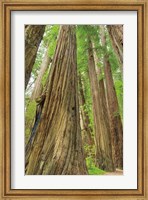 Framed Redwoods Forest III