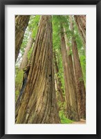 Framed Redwoods Forest III