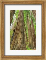 Framed Redwoods Forest III