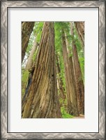 Framed Redwoods Forest III