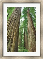 Framed Redwoods Forest II